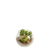 Sudum succulento in terrario rotondo